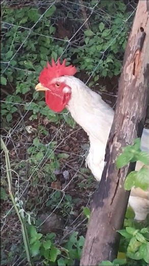 Why Fencing Your Chicken Run Saves Birds and Profits