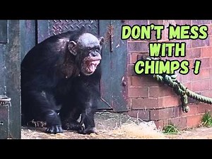 Chimpanzees Screaming and Shouting On a Misty Day