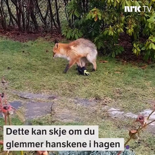 Reven finner to hansker – og bæsjer på begge! Se mer i «Ville videoer» i NRK TV
