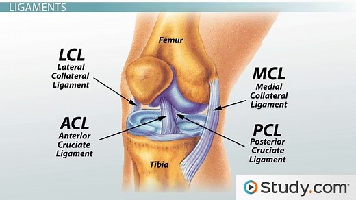 Fibrous Connective Tissue | Definition, Types & Functions