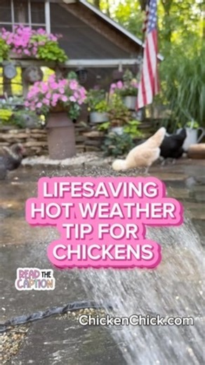 11K views · 1.1K reactions | Chickens are not built for hot weather!...