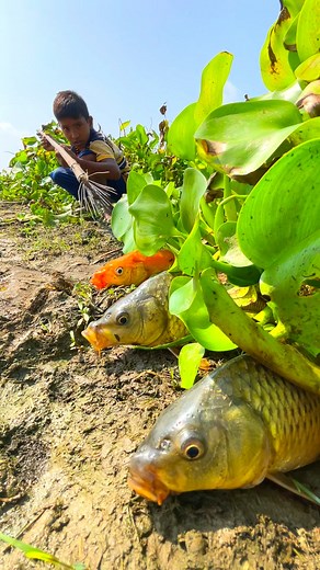 Amazing rural fishing method | Fishing Village