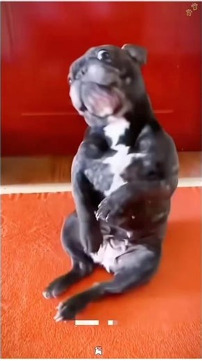 The Dancing Dogs Show: Paws, Spins, and Perfect Moves!