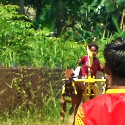 375K views · 3.4K reactions | Lebur Sarah Gaes.... Keseruan Latihan Karapan Sapi Di Lap Asemanis Pamekasan Bagian 10 | Kerapan Sapi Madura | Facebook