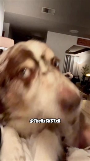 RxCKSTxR on Instagram: "She Had One Too Many… Questions 😂 Subscribe For Even More Exclusive Content! Vid from FanFam Amanda Y. 🫶🏾 #Voiceover #voiceovers #viralvideos #viralpost #trendingmemes #foryou #foryoupage #edgymemes #edgymemesdaily #funnymemes #funnyvideos #wholesomememes #funnyclips #funniestmemes #funnyvideosdaily #hoodmemes #memesdaily #pixar #disney #discoverychannel #bbc #amazonpets #chewy #petco #chewychattypets #rxckstxr #therxckstxr"