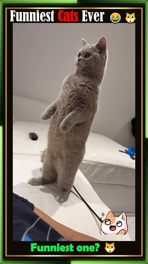 Brain cell missing 🧠🔍 #FunnyCats #CatFails #PetShorts