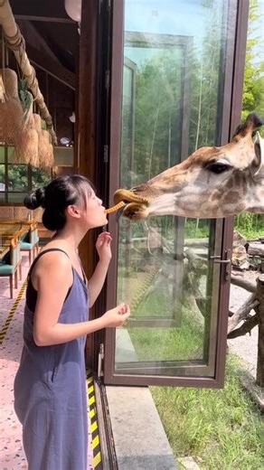 長頸鹿🦒傻眼啦 #不是每一種口對口餵食都是說好浪漫