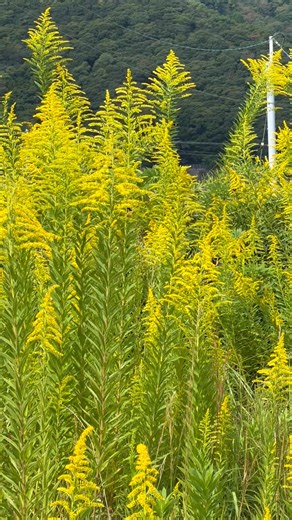 Tatsuhiko Kimori on Reels