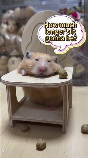 When Your Photographer Says ‘One More Shot’ But Hamster's DONE 😪🐹