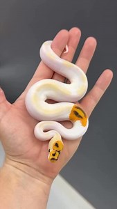 1.9K views · 1.5K reactions | WOW!  Check out this paradox ball python at @jkobylka! 勞 This is an orange dream ivory clown piebald. TRR is made possible by @redlineshipping #ballpython #pythonregius #reptile #herpetology #thereptilereportofficial | The Reptile Report | Facebook