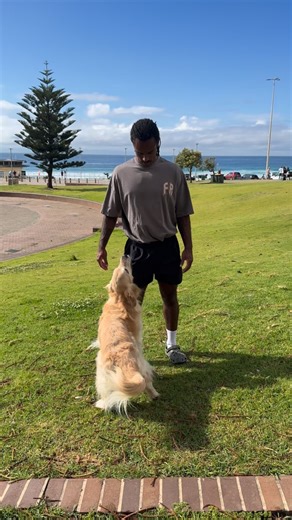 8.6K views · 30 reactions | Obedience is not just tricks. It’s a system of communication that allows you to do more and go more places with your dog. Now get out there and train that dog ✅ If you need further help: - Book an in person/virtual lesson ✅ - Check out my online course ✅ - Join my subscription service ✅ Find all of these avenues by heading to my profile 酪 #dogtrainingadvice #goldenretriever #dogtrainingtips | Apex Dog Training | Facebook