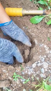 11K views · 208 reactions | Very lucky find | GO finder | Facebook