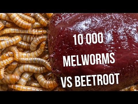 Mealworms Devouring Cooked Beetroot | Extreme Macro Decomposition Timelapse (Natural ASMR)