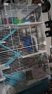 hyper Syrian dwarf hamster at night