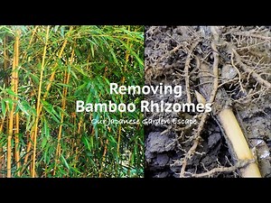 How to Remove Unwanted Running Bamboo Growth | Our Japanese Garden Escape