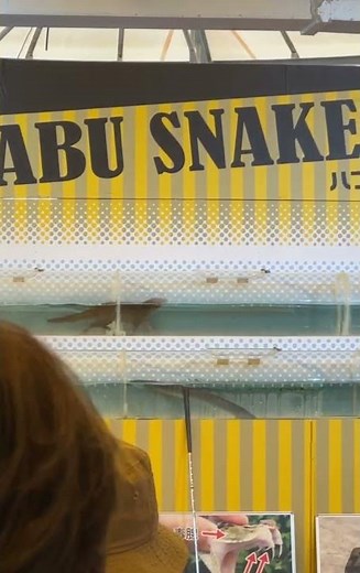 Habu Snake versus Mongoose ~who won the race? #snakevideo