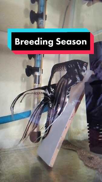 Breeding Pair Angel Fish #petsoftiktok #1millionaudition #angelfish #pets #guppybreedernepal #babyfish #fyp #fypシ #viral