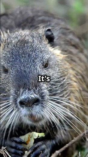 The Fascinating World of Coypus