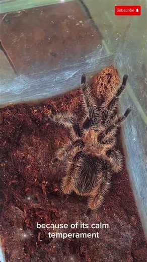 Inside the Life of a Tarantula: Nature’s Silent Predator