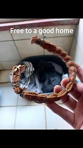 25K views · 446 reactions | One of our newest rescues. She is broken and terrified. She was given to a worker by his boss and was kept in an enclosed space. Please don't just give your pets away. It's a death sentence to many! To donate towards her recovery do so as follows: New Beginnings Fnb 6241 503 9313 252 005 Ref Name & RESCUE | New Beginnings | Facebook