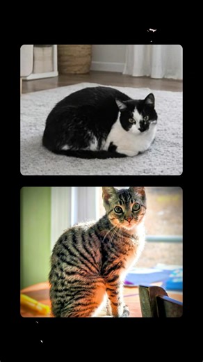 Looking out for their furever home. You can find our kittens and cats at Paws Awhile Cat Cafe, Petsense by Tractor Supply, and Kitty Corner Spa & Boarding. We also have events at various locations and post those on facebook when they pop up! Follow Rescue Ranch Adoptable Cats to see our friendly faces and know when we have events! Share and like to keep us seen! | Rescue Ranch Adoptable Cats