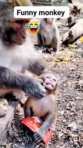 1.8M views · 10K reactions | Monkey like food more than anything Imagine  #funnyanimal #viralvideos #nature #fypシ | Botham Paul | Facebook