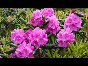 Homegrown | Growing Rhododendrons in North Carolina