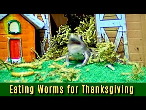 Eating Thanksgiving Worms: Funny Frog Gets Tongue Stuck While Worms Wiggle 🐸