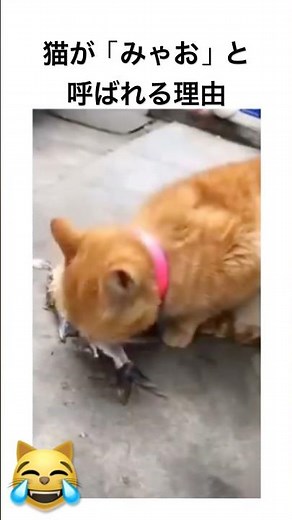 猫が「みゃお」と呼ばれる理由