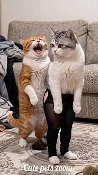 Funny Cat Moments That Made My Day! #Shorts