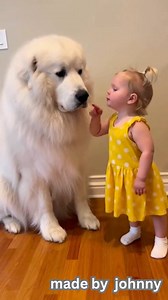You have to listen to her adorable list of rules! This tiny boss is giving serious instructions to her giant, gentle Great Pyrenees. The loving hug at the end shows who's really in charge of this massive companion. Best friends! 😍😍 #GreatPyrenees #GentleGiant #ToddlerLife #BigDog #BabyAndDog #DogInstructions #CuteAnimals #BestFriends | Made By Johnny