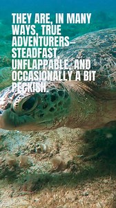 Happy World Sea Turtle Day! #WorldSeaTurtleDay #seaturtle #Seaturtlelove | Save Our Seas Foundation