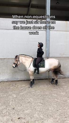 #fjordhorse #fjord #horse #equestrian #equestrianlife #dressage #riding #spongebob #foryou #fyp