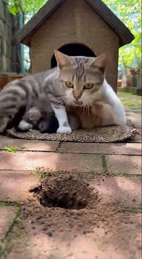 The Gopher's Final Performance for an Audience of Kittens