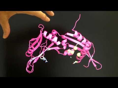 How Do Restriction Enzymes Interact With DNA?