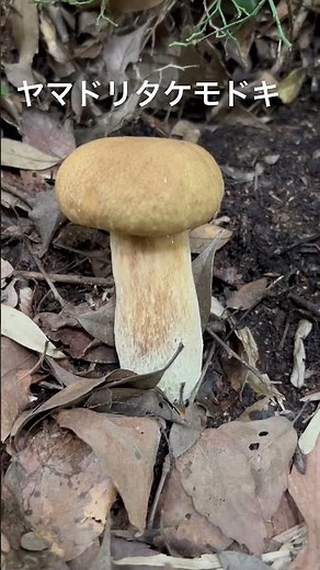 ポルチーニ発見🍄☺️ #きのこ #キノコ #ヤマドリタケモドキ #公園 #秋 #キノコ狩り #きのこ狩り #癒し #かわいい #散歩 #shorts #幸せ #趣味 #山 #生き物 #歌手#食べ物
