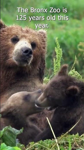 The Bronx Zoo - The largest urban zoo in the US - Full Episode Now Live | News 12 Originals