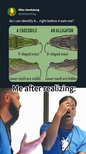 Crocodile vs alligator 🐊