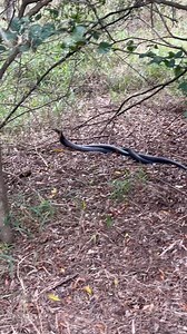 40K views · 302 reactions | Texas indigo snake at Santa Ana  — nonvenomous but a top predator that keeps balance by eating rattlesnakes . What do you think it’s doing here…?  Credits: Cj Menchaca & Sarah Ortiz #rgv956 #hiking956 #trails #texasindigo | Santa Ana & Lower Rio Grande Valley National Wildlife Refuges | Facebook