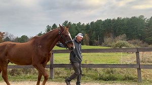 8.5K views · 135 reactions | SBR Duffy now | Saddlebred Rescue | Facebook