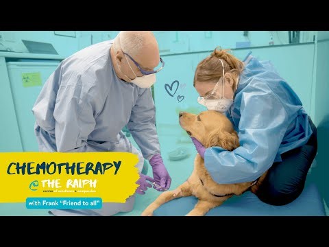 An Insight into Chemotherapy at The Ralph 🐾