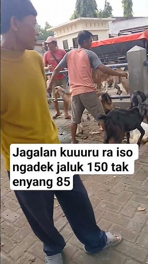 jagalan kuuuru jaluk 150 tak enyang 85 ra oleh pas 90
