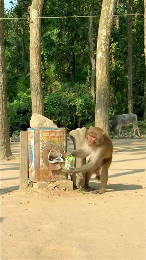 The monkey is very confused 🤔🐒