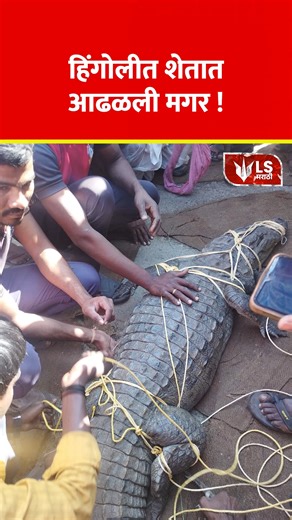 Lok Shevay on Instagram: "Crocodile Spotted | हिंगोलीत शेतात आढळली मगर ! A large crocodile was discovered early this morning in a sugarcane field near Dholkyachi Wadi village in Kalmannur taluka, Hingoli district. Farm laborers spotted the reptile while cutting sugarcane and immediately alerted locals. Villagers swiftly responded, using ropes to secure the crocodile and safely escort it out of the field before handing it over to the Forest Department. Residents believe it likely strayed from the