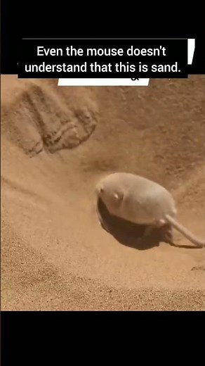 The Funniest Mouse & Sand Joke!. #shorts #funny #mouse #sand #pun #meme #humor #techhumor #comedy