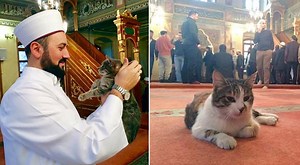 Imam in Istanbul opens mosque to stray cats, wins international approval
