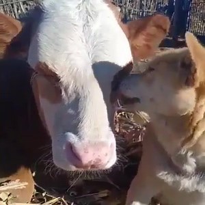 6.3M views · 65K reactions | Their love is pure, they don't know they are different. | Animal Save Movement | Facebook