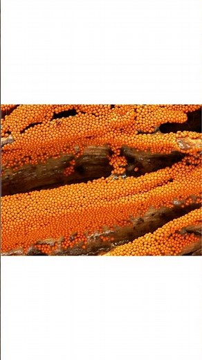 The Fascinating World of Slime Mold