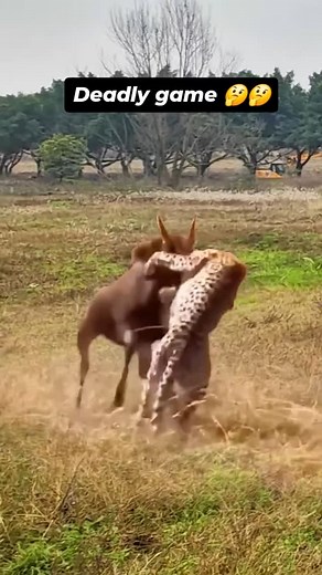 Incredible battle for survival cheetah vs wildebeest. The wildebeest was vocalising in pain and the cheetah attacking him changing strategy and angles .Survival of the fittest. Because of its short teeth the cheetah has to go for suffocation style Wild animals struggle for survival, wild animal videos .Ruthless apex predators in the Animal fight Kingdom #animallovers #wildlife #nature #animals #trending | Chikomborero Mbundure