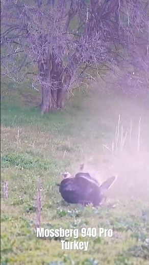 The new gun and Vortex Viper are a deadly combo! #mossberg #turkeyhunting #vortex #winchester #hunt